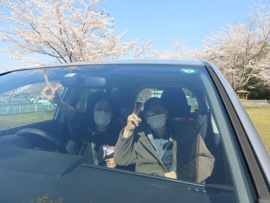 桜ドライブ